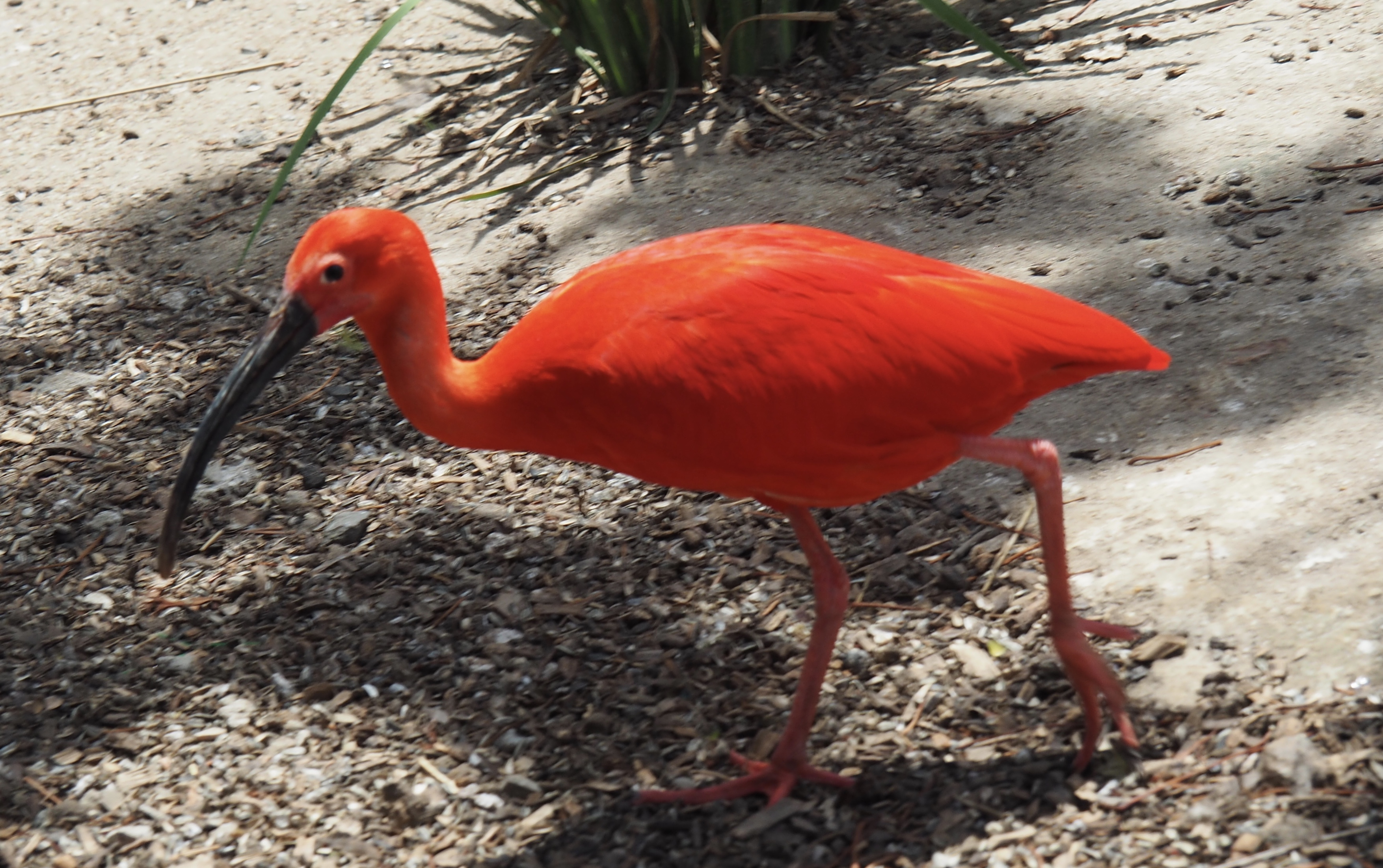 Red Ibis